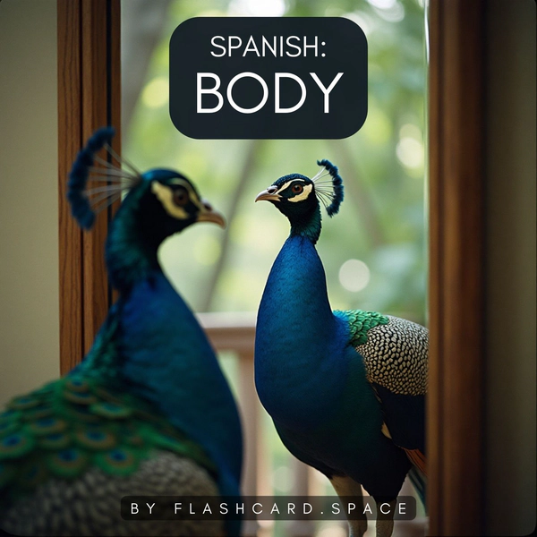 Spanish: Body